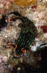 Nembrotha kubaryana