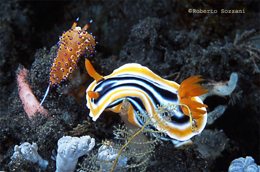 Chromodoris magnifica