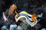 Chromodoris magnifica
