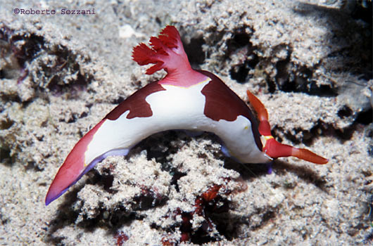 Nembrotha purpureolineata
