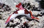 Nembrotha purpureolineata