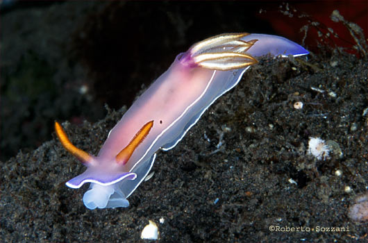 Hypselodoris bullocki