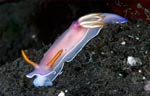 Hypselodoris bullocki