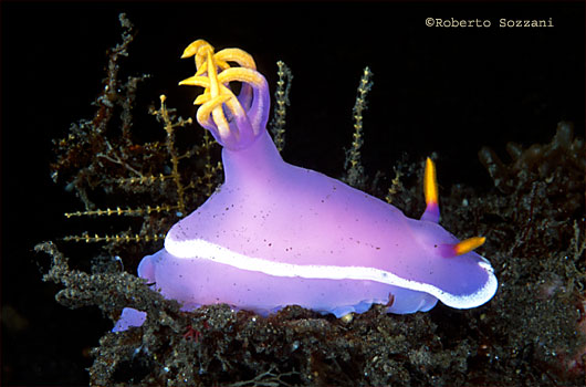 Hypselodoris apolegma