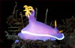 Hypselodoris apolegma