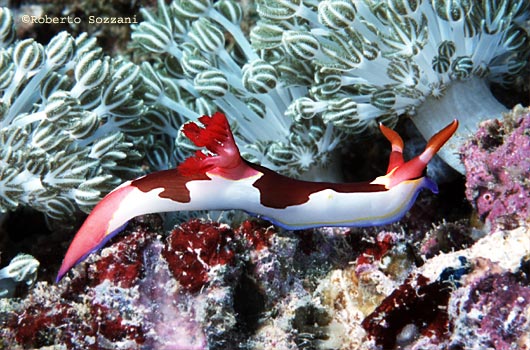 Nembrotha purpureolineata