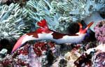 Nembrotha purpureolineata