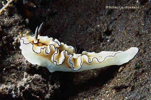 Glossodoris atromarginata