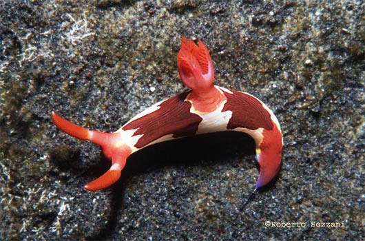 Nembrotha purpureolineata