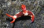 Nembrotha purpureolineata