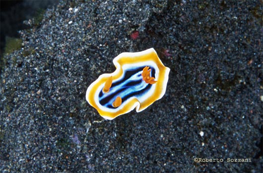 Chromodoris magnifica