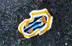 Chromodoris magnifica