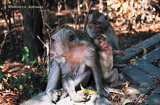Monkeys in the temple of Uluwatu, Scimmie nel tempio di Uluwatu