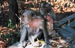 Monkeys in the temple