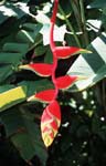 Tipical flower