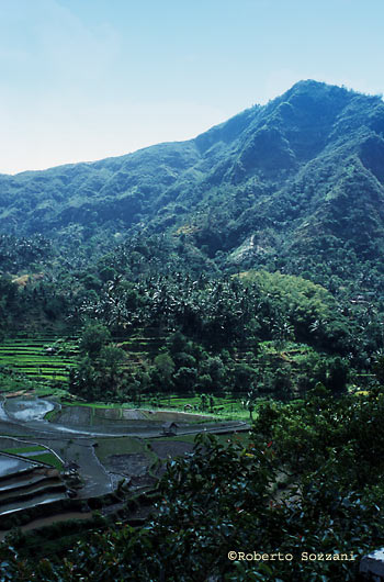 Rice plantation near Tulamben, Risaie vicino a Tulamben