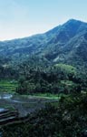 Rice plantation