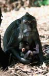Monkeys in the temple