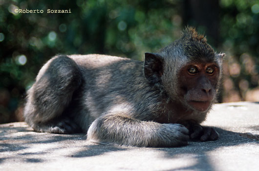 Monkey in the temple of Uluwatu, Scimmia nel tempio di Uluwatu