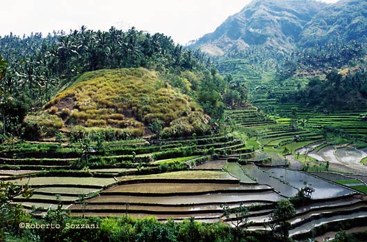 Rice plantation near Tulamben, Risaie vicino a Tulamben
