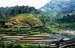 Rice plantation