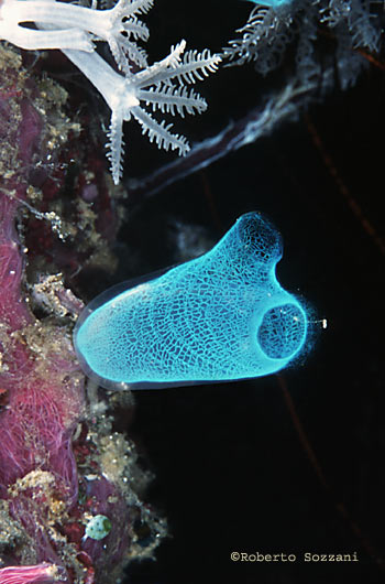 Rhopalaea sp.