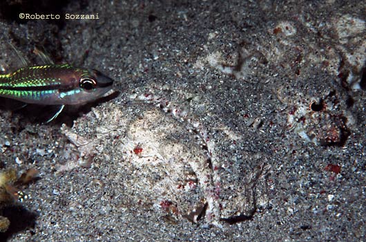 Synanceia verrucosa