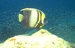Cortez Angelfish (26k)