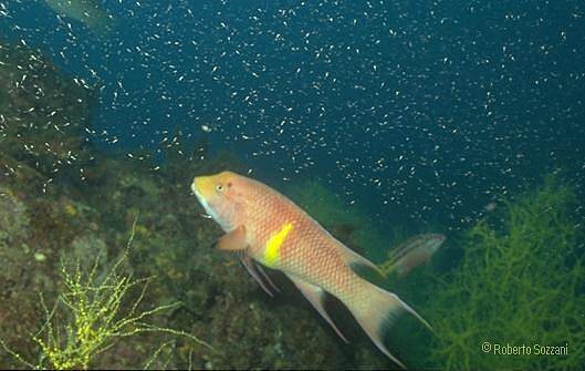 Bodianus diplotaenia