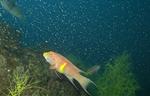 Mexican Hogfish (32k)