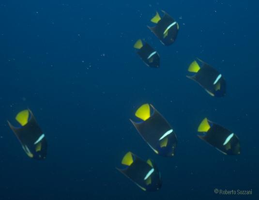 Holacanthus passer