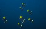 King Angelfish (11k)