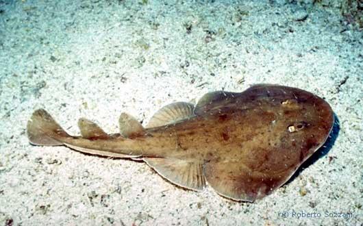 Zapteryx exasperata