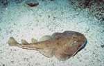 Banded Guitarfish (35k)