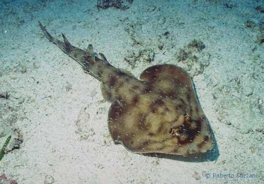 Zapteryx exasperata