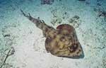 Banded Guitarfish (32k)