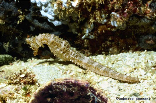 Hippocampus Ingens