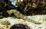 Pacific Seahorse (45k)