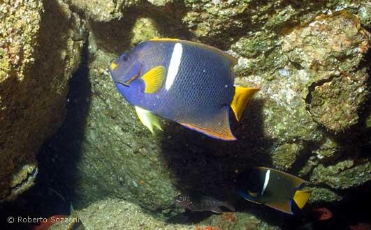 Holacanthus passer