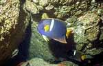 King Angelfish (39k)