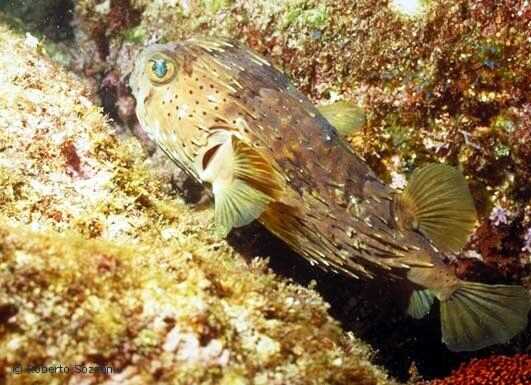 Holacanthus diodon