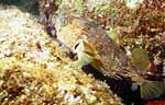 Balloonfish (38k)