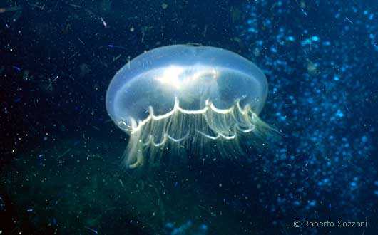 Aurelia aurita