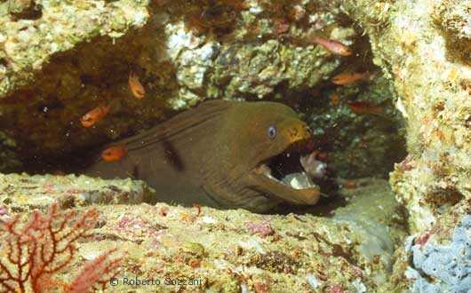 Gymnothorax castaneus