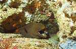 Panamic Green Moray (31k)