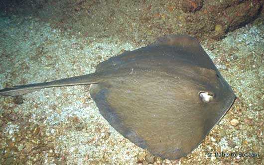 Urolophus halleri
