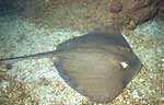 Round Stingray (29k)