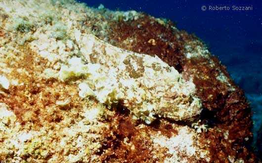 Scorpaena plumieri