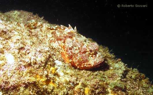 Scorpaena plumieri
