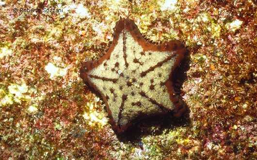 Stella Marina - Sea Star